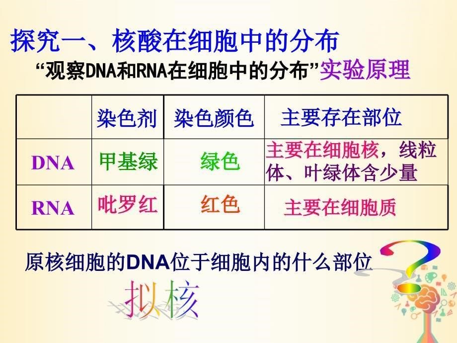 陕西省蓝田县高中生物 第二章 组成细胞的分子 第3节 遗传信息的携带者课件 新人教版必修1_第5页