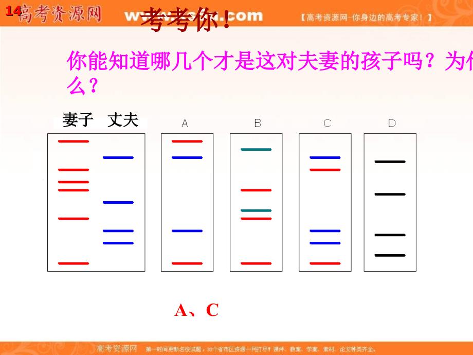 高中生物课件必修1第2章第3节遗传信息的携带者──核酸_第4页