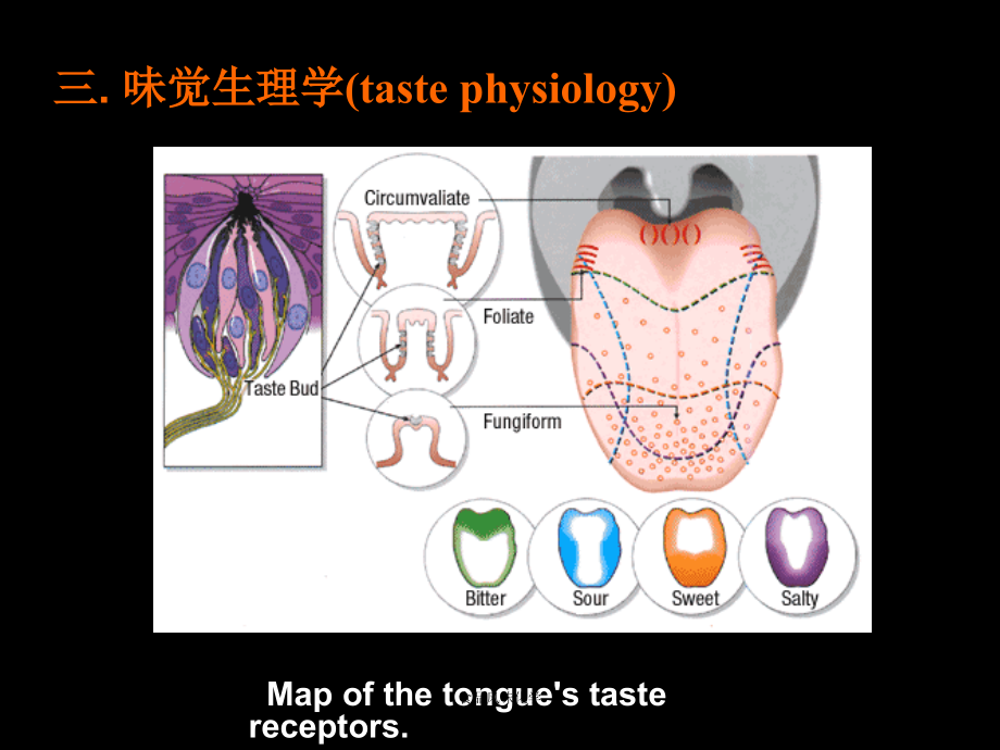 食品风味化学-味感及呈味物质(二)-课件_第4页