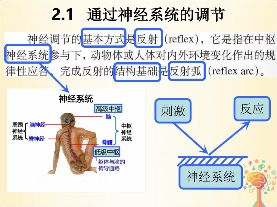 江西省南昌县高中生物 第二章 动物和人体生命活动的调节 2.1 通过神经系统的调节课件 新人教版必修3_第1页