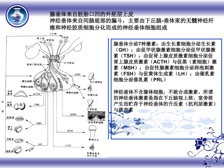 垂体与周围解剖与疾病修改后_第4页