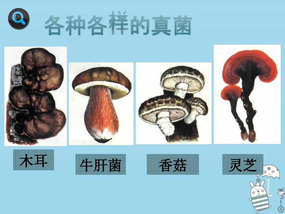 吉林省通化市八年级生物上册 5.4.3真菌课件1 （新版）新人教版_第3页