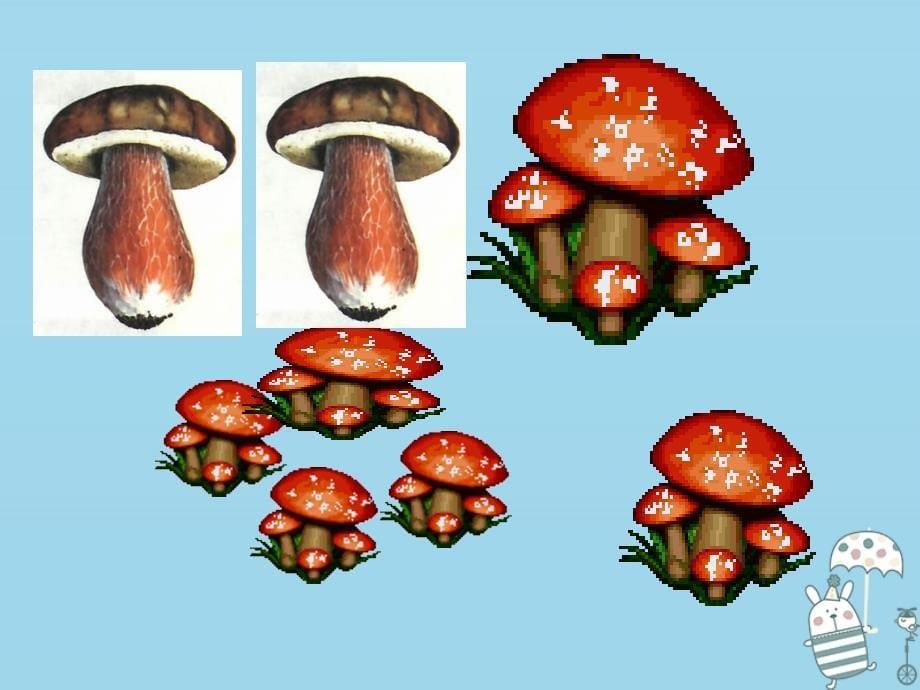 吉林省通化市八年级生物上册 5.4.3真菌课件1 （新版）新人教版_第5页