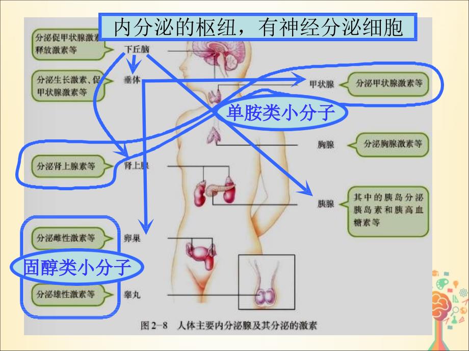 江西省南昌县高中生物 第二章 动物和人体生命活动的调节 2.2 通过激素的调节课件 新人教版必修3_第3页