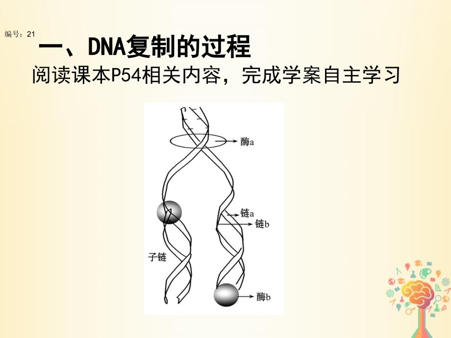高中生物 第三章 基因的本质 第3节 dna的复制3课件 新人教版必修2_第4页