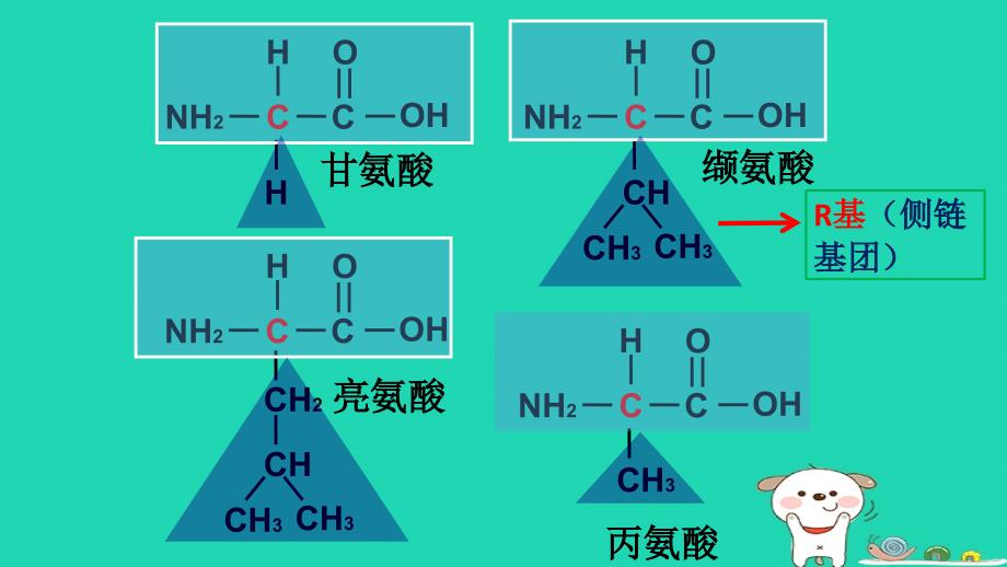 陕西省蓝田县高中生物 第二章 组成细胞的分子 第2节 生命活动的主要承担者2课件 新人教版必修1_第3页