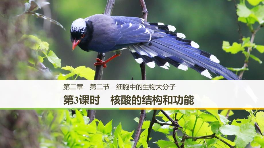 2018-2019版新学案生物同步必修一苏教版课件：第二章 细胞的化学组成 第二节 第3课时 _第1页