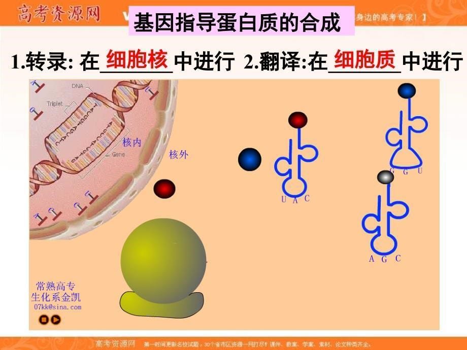 高中生物课件必修2第4章第1节基因指导蛋白质的合成_第5页