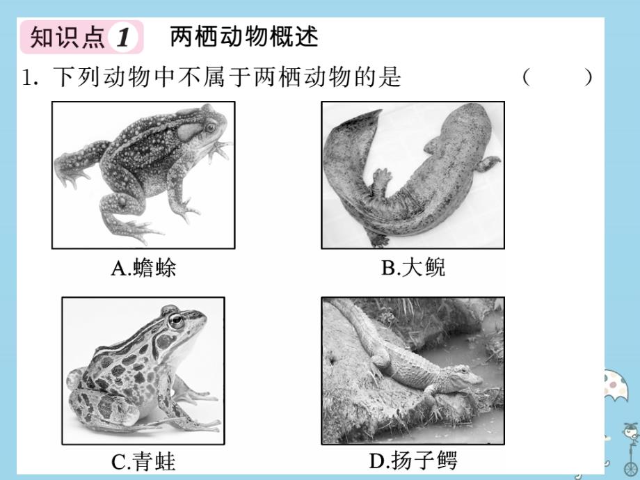 2018年八年级生物上册 第五单元 第一章 第五节 两栖动物和爬行动物（第1课时 两栖动物）习题课件 （新版）新人教版_第4页