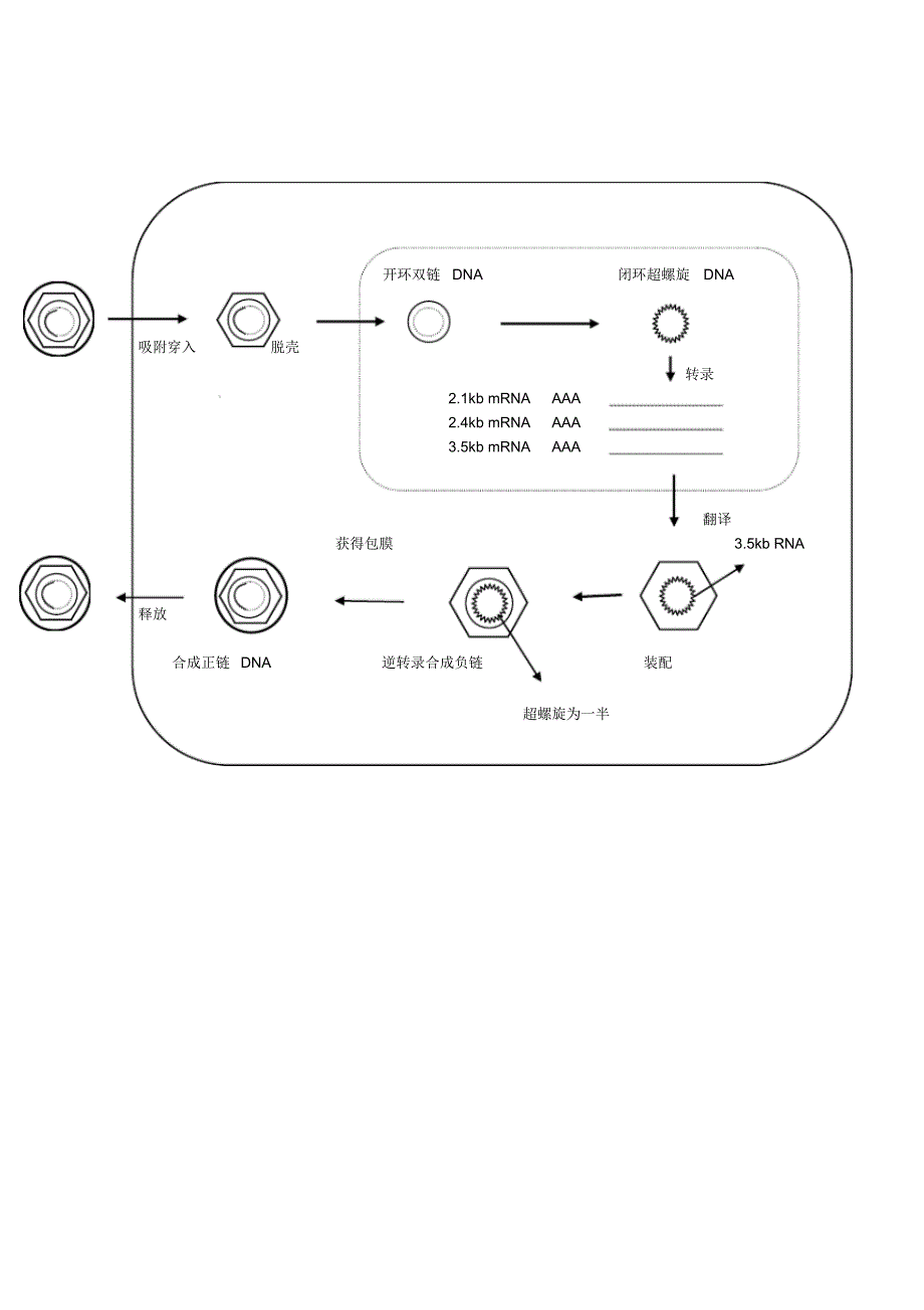 hbv复制过程_第2页