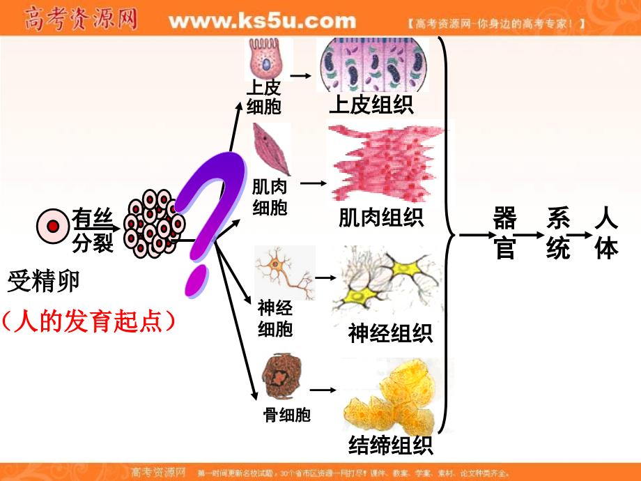 高中生物课件必修1第6章第2节细胞的分化3._第2页