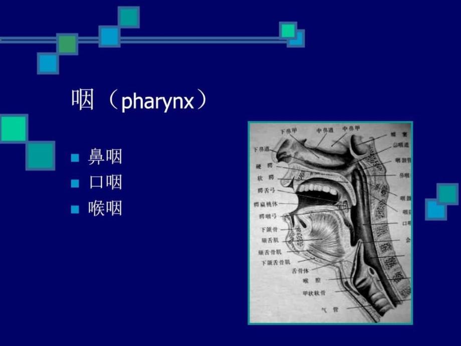 鼻咽与咽旁间隙影像解剖0课件_第2页