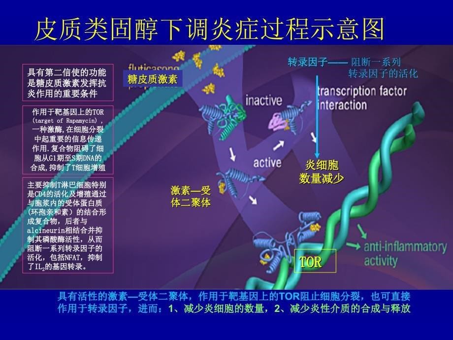 鼻用激素在的鼻部炎症性疾病中的应用进展压缩（可编辑）课件_第5页