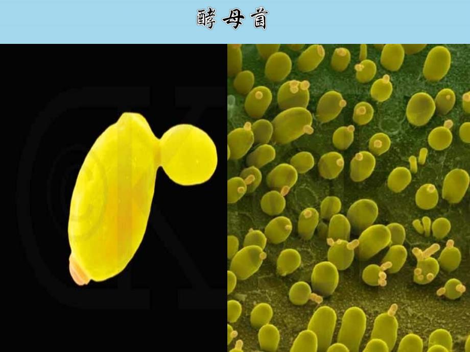 维吾尔自治区八年级生物上册 5.4.3真菌课件 （新版）新人教版_第3页