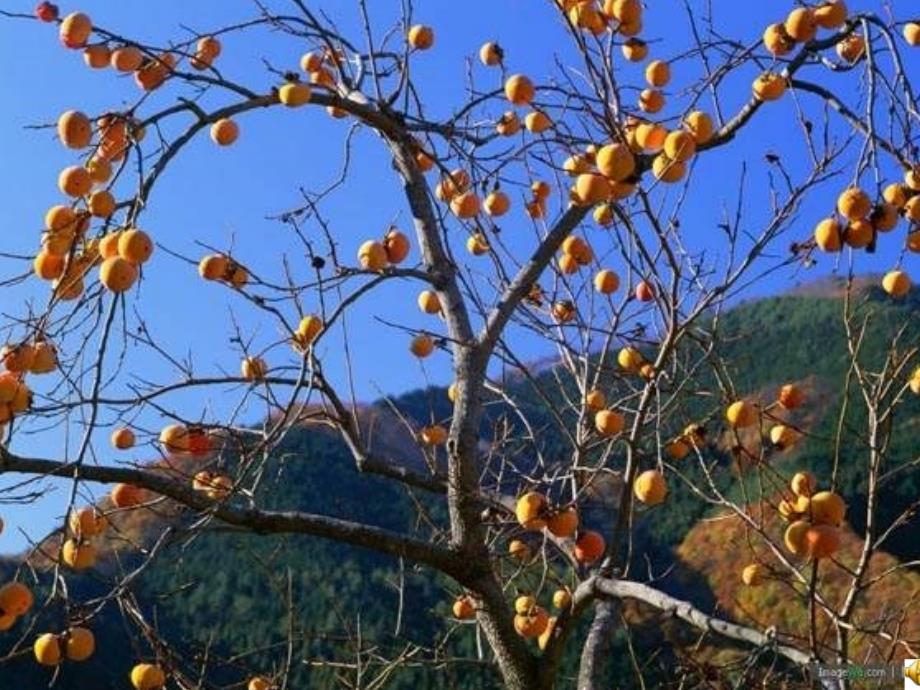 鄂教版语文七年级下册课件：8、诗两首_秋天_雪花的快乐 1_第1页