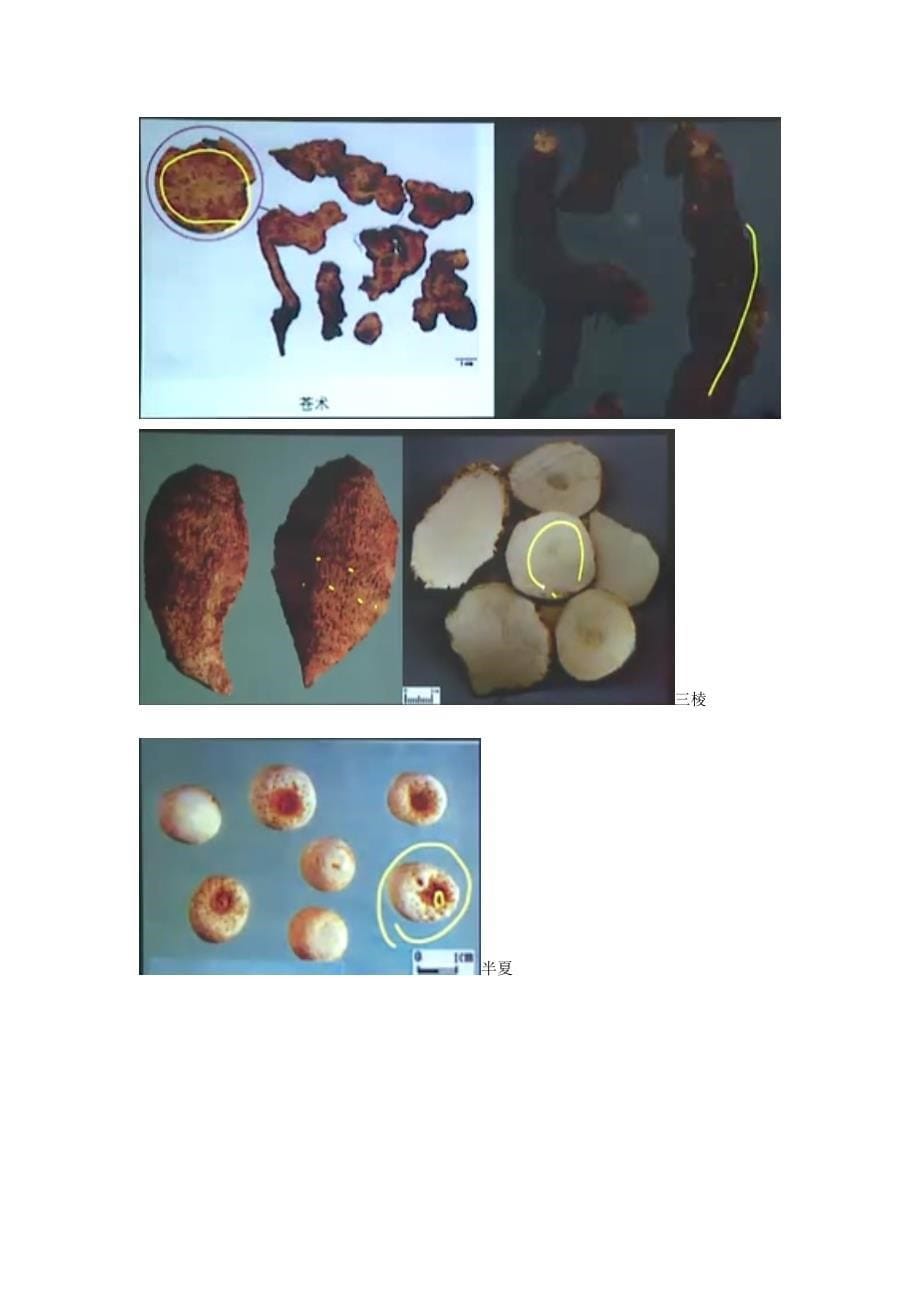 执业药师药一中药药材_第5页