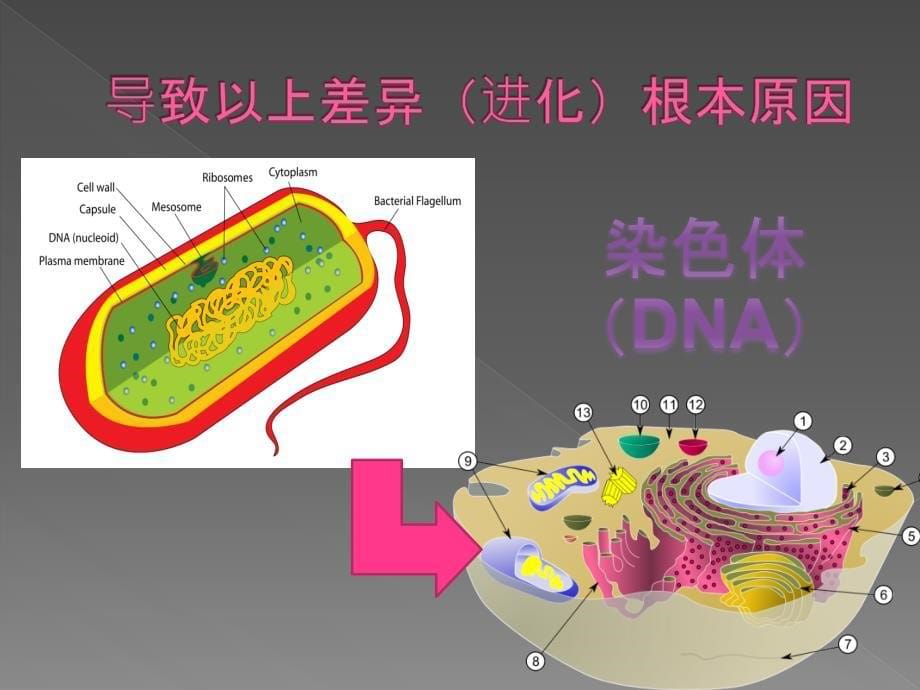 原核生物的染色体结构_第5页