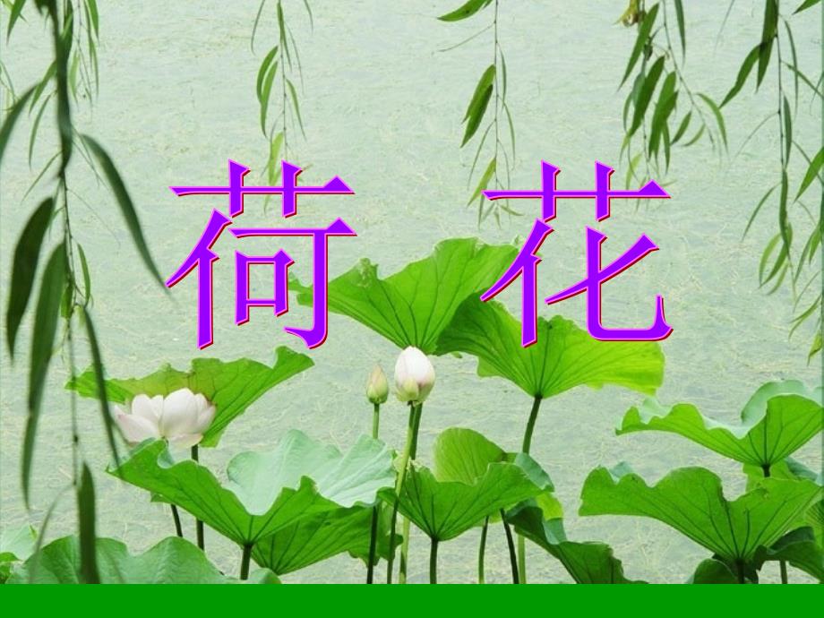 有课文朗读《荷花》之一课件(人教版三年级语文下册_第2页