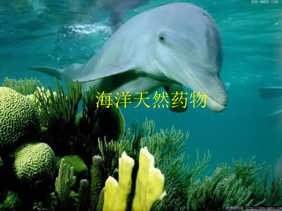《海洋天然药物》ppt课件-2_第1页