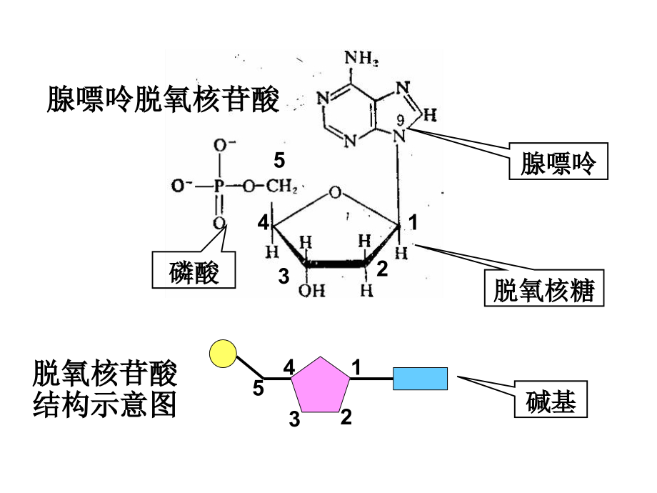 gaidna分子的结构和复制复习_第4页