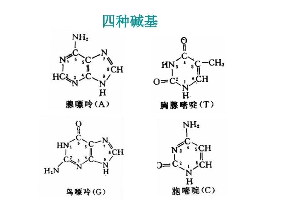 gaidna分子的结构和复制复习_第5页