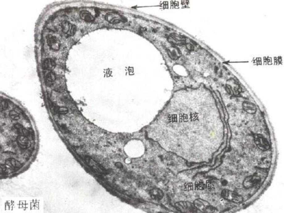 《生物酵母菌和霉菌》ppt课件_第4页