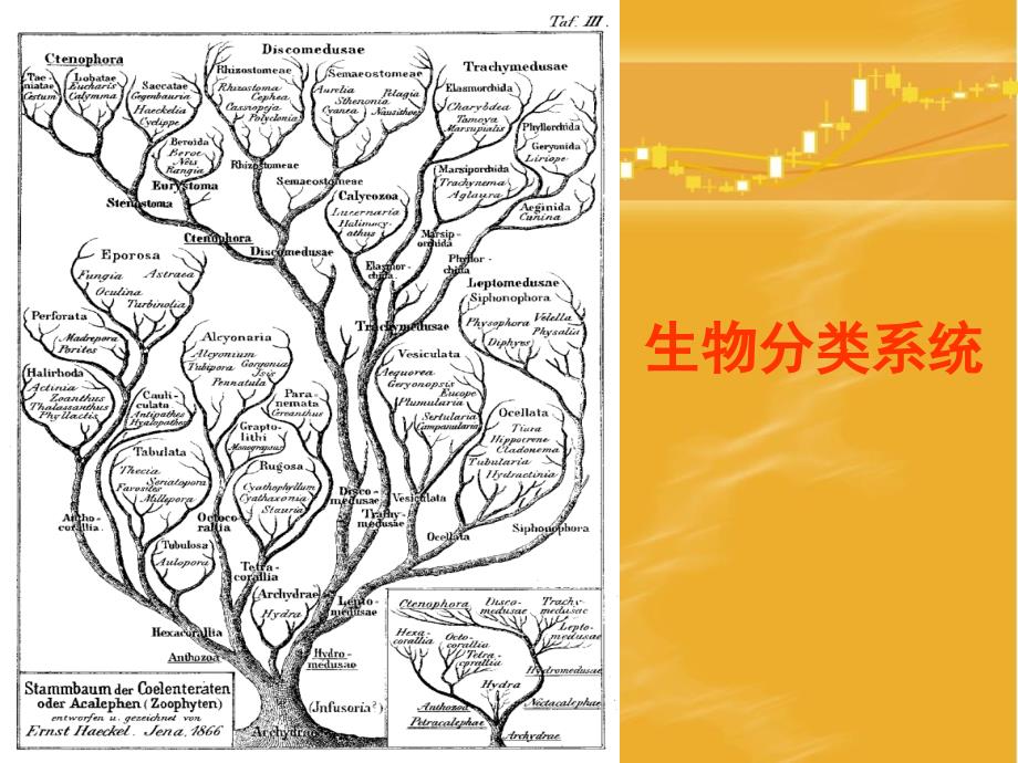 《生物分类系统》ppt课件_第1页