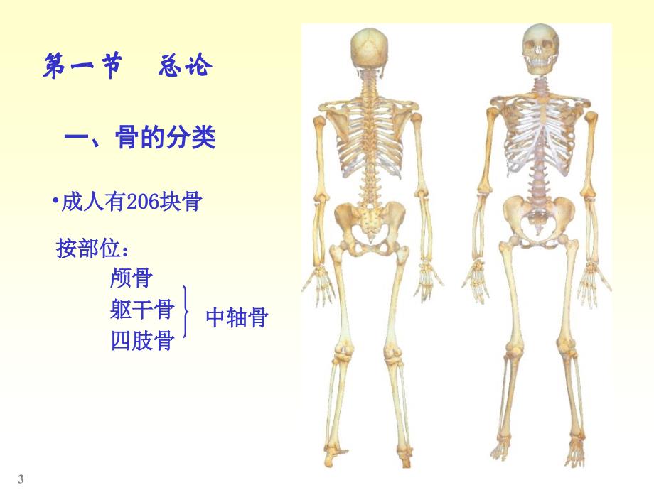 《人体解剖实验》ppt课件_第3页
