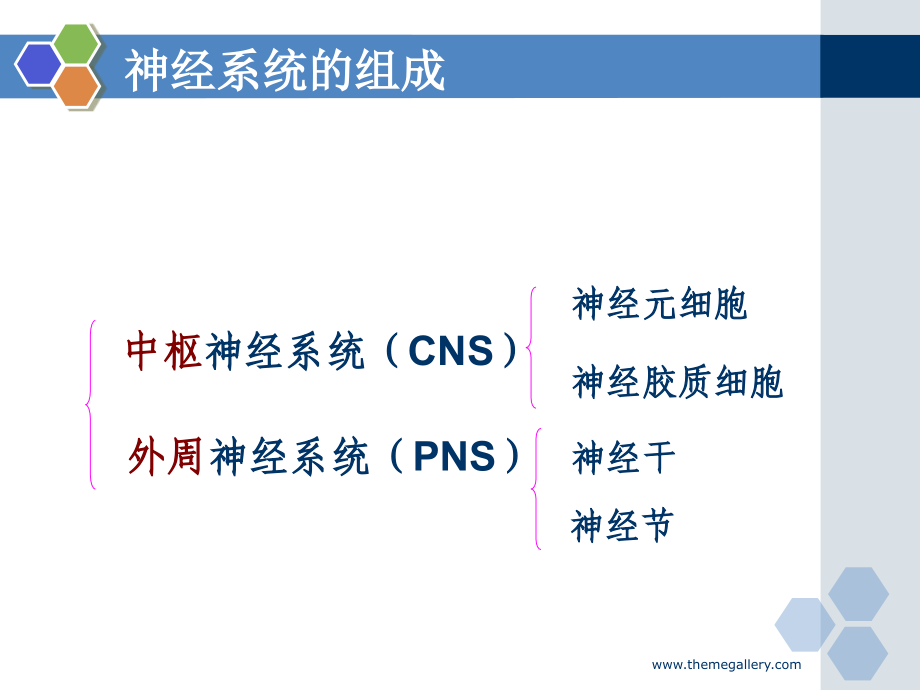 《程文则神经组织》ppt课件_第3页