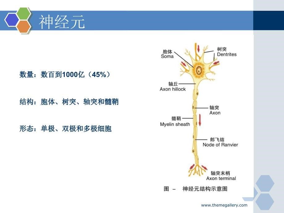 《程文则神经组织》ppt课件_第5页