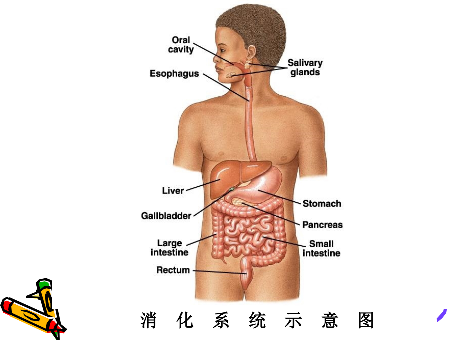 《消化与吸收》ppt课件-2_第2页