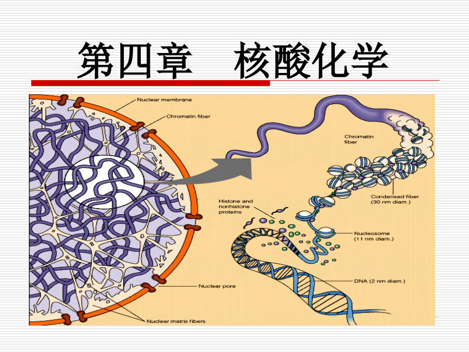 《核酸化学》ppt课件_第1页