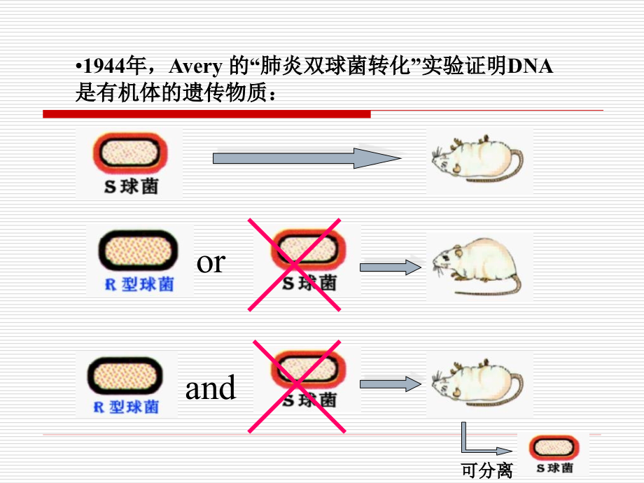 《核酸化学》ppt课件_第3页