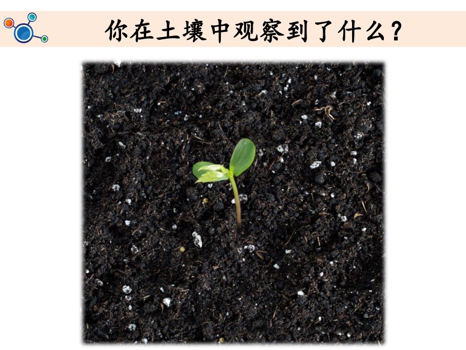 《土壤——动植物的乐园》教学_第4页