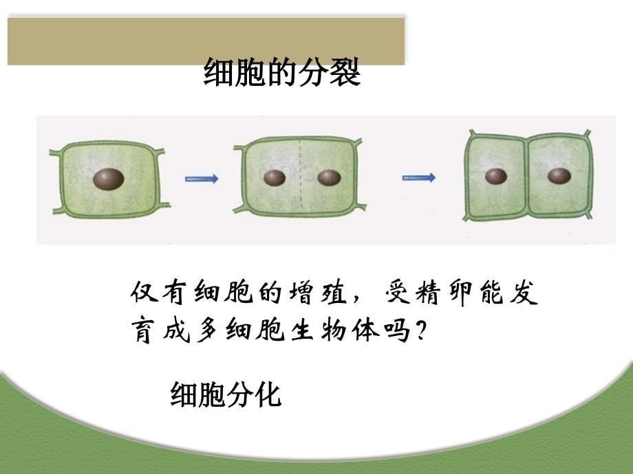 高中生物细胞的分化课件 新课标 人教版 必修1_第5页