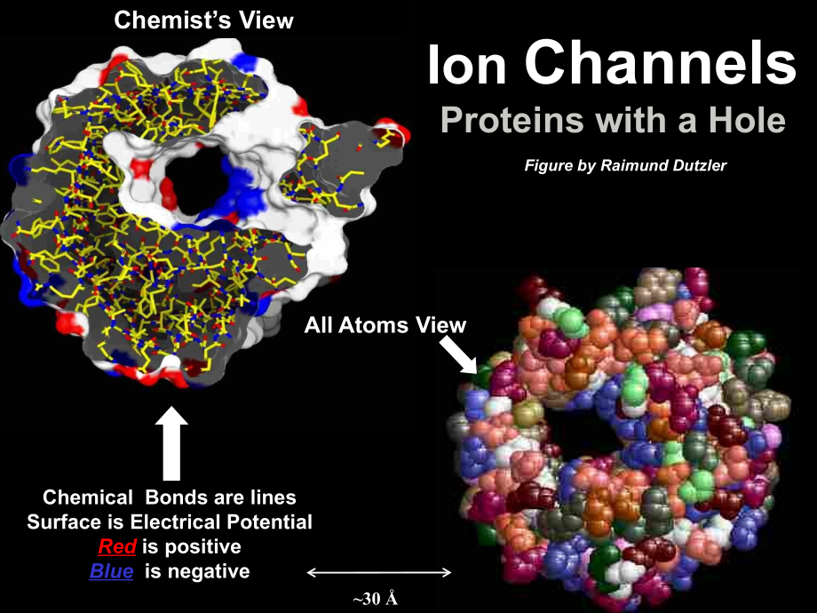 ionchannels-ricam：离子通道的ricam_第1页