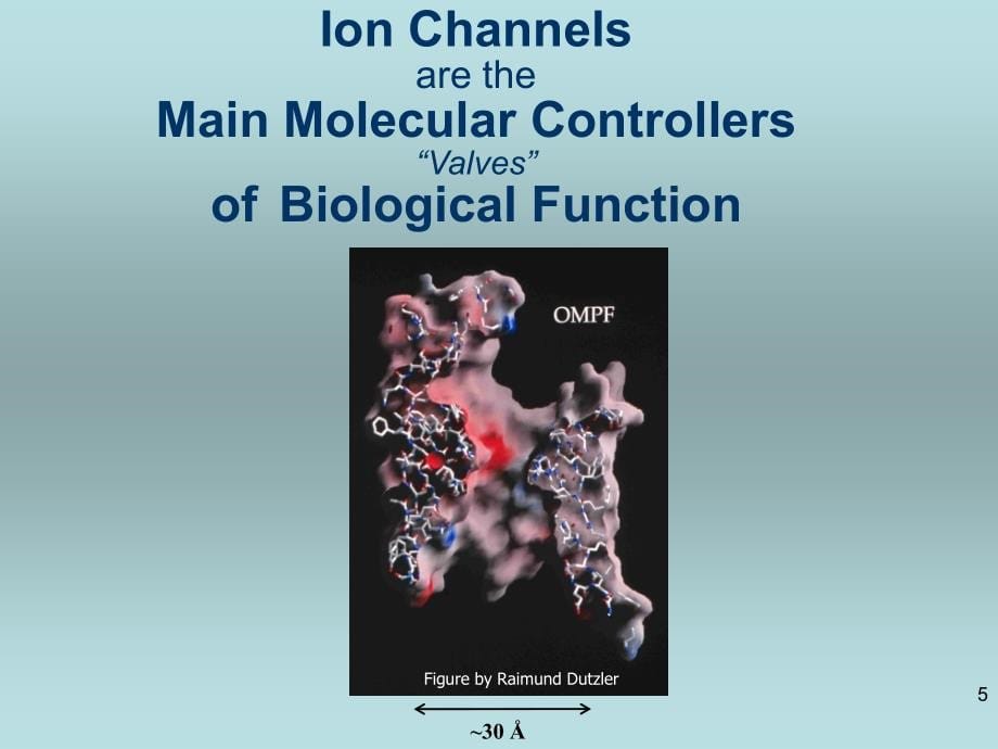 ionchannels-ricam：离子通道的ricam_第5页