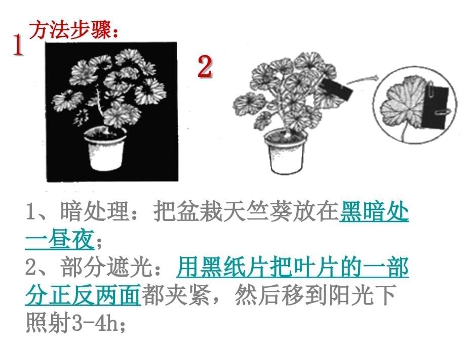 人教版七年级上册生物第三节_绿色植物的光合作用课件_第5页
