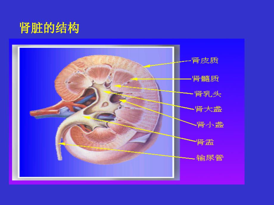 《肾功能医学本科生》ppt课件_第3页