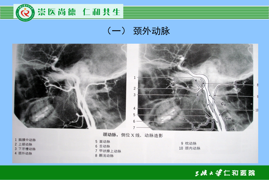 《血管解剖学》ppt课件_第3页