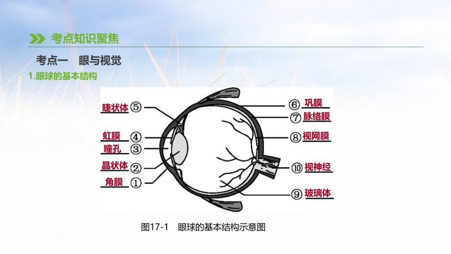 2019年中考生物 专题复习四 生物圈中的人 第17课时 人体对外界环境的感知课件 新人教版_第2页