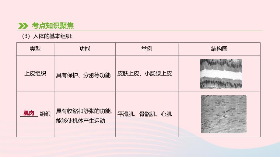 2019年中考生物 专题复习二 生物体的结构层次 第05课时 生物体的结构层次课件 新人教版_第4页