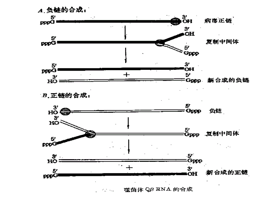 rna的复制rna指导rna_第2页