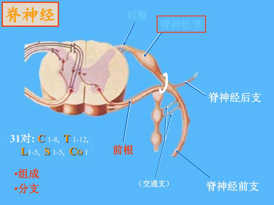 《周围神经系统篇》ppt课件_第2页