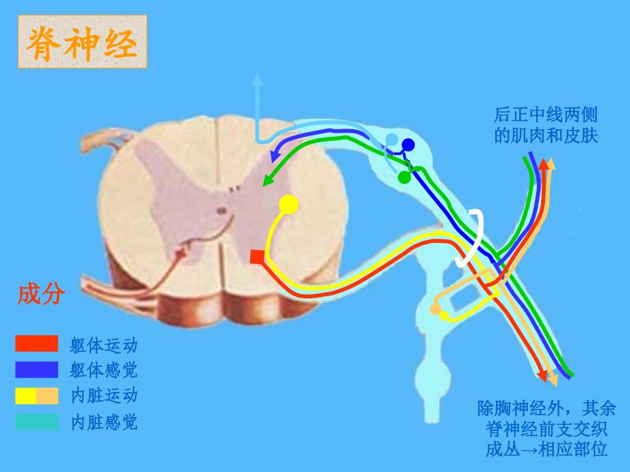 《周围神经系统篇》ppt课件_第3页