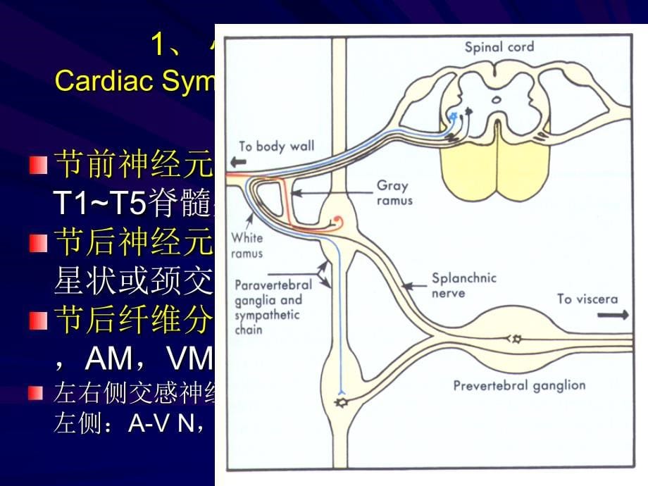 [理学]63心血管活动调节_第5页