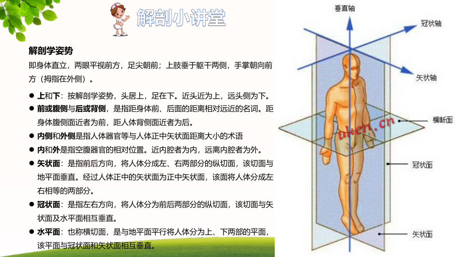 【5A文】神经系统解剖_第2页