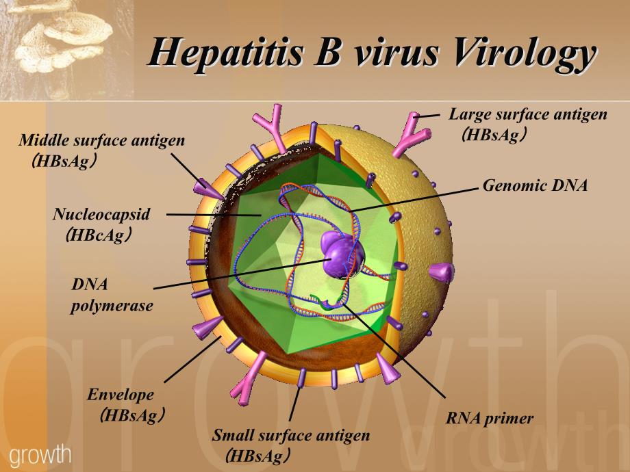 b型肝炎（hepatitis b） - 新網頁_第3页