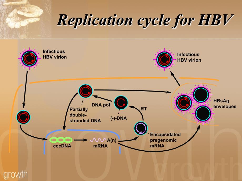 b型肝炎（hepatitis b） - 新網頁_第4页