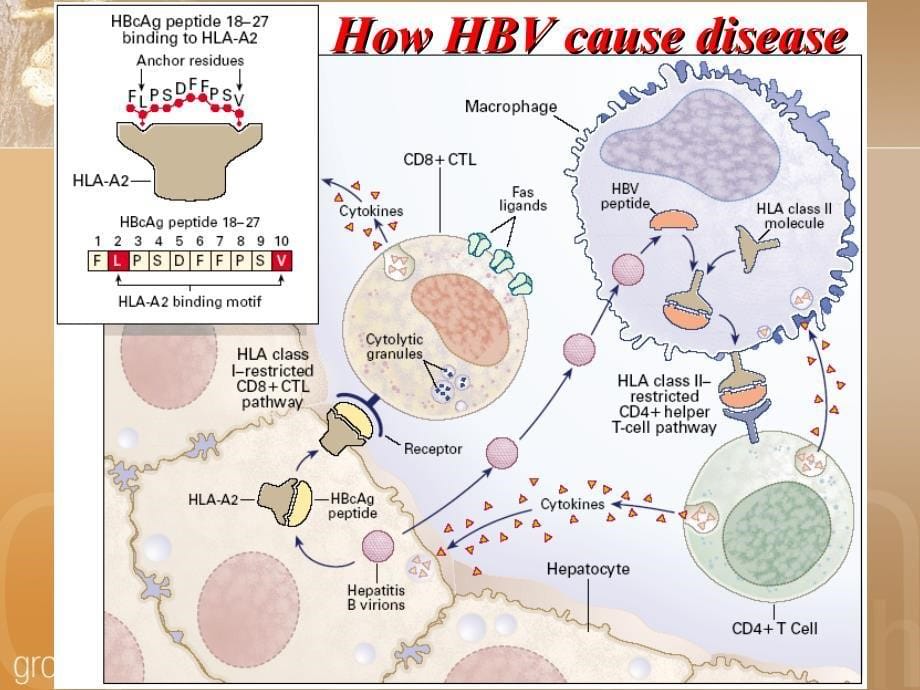 b型肝炎（hepatitis b） - 新網頁_第5页